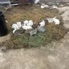 أرانب فرنسي و بلدي فيه صغير و كبير و فيه حوامل