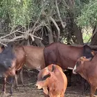 عجول بلدي فل شحم