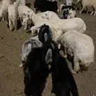 تيوس للبيع