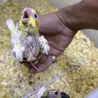 فروخ كروان لاتينو ونورمال عيون حمراء