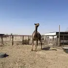 ضريبه صفرا