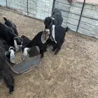 تيس فحل عارضي