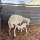 حريه معها خروف