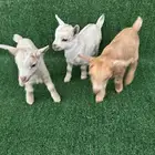 ماعز قزم طقم ذكر و2 اناثي