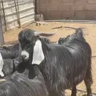 تيس فحل عارضي