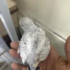 فروخ بادجي انجليزي للغر