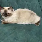 قط سينامي