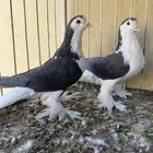 حمام لاهور او شيرازي