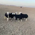 بهم نجد