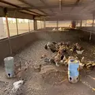 دجاج للبيع
