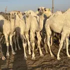 قعدان طيبه