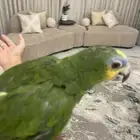 ببغا امزوني