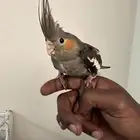 كروان العمر شهرين