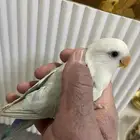 طير روز انتاج منزلي