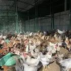 دجاج