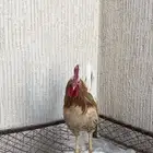 ديك شمسي يضرب مشالله عليه