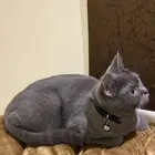 تبني قطه انثى سكوتش