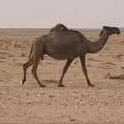 ناقه لقحه صفرا نصوف طيبه