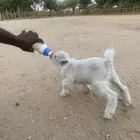 تيس قزمي ابيض