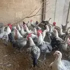 دجاج فيومي شبابي