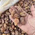 تمر خلاص منطقة شقراء مرات
