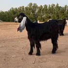 معز صنف للبيع لاعلى سومه