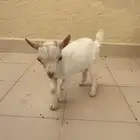 ماعز قزمي