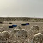فحل للبيع