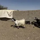 للبيع معزا وليد