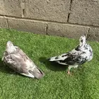 زوج حمام نفاخ اسباني