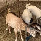 تيوس بلدي