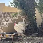للبيع ديك رومي