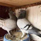 حمام زاجل فراشة جوز