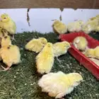 فروخ سمان تكساس