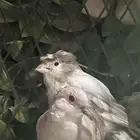 للبيع كناري