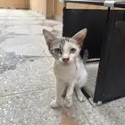 ل فاعلين الخير قطه للتبني تحتاج رعايه عاجله عمرها 5 شهور
