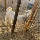 جفرة فل الفل 4 شهور ونص للخمسه تم البيع