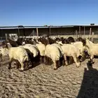 جذعات أنعيم صنف( تم البييع )