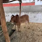 تم البيع حسلان
