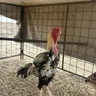 دجاج فارسي