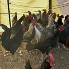 ديوك بلدي للبيع