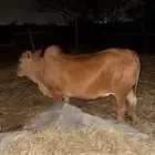 خبشه للبيع