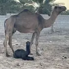 للبيع خلفه منيحه معها بكره صفراء