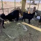 معزا حبش ومع تيوس اثنين فحول والعدد 6 بالتيوس الموقع تربه ا