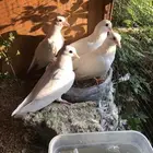 صنعاني اصيل شيبه وصوت ناعم وحجم صغير