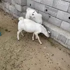 تيوس بيشيات للبيع جملة وتفريز