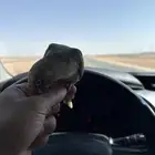 طير كنيور اليف