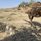 صفراء ضروبه طيبه(مبيوعه)