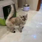 قطط كيتن للتبني انثى فقط