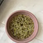 نبات مائي سالفينيا